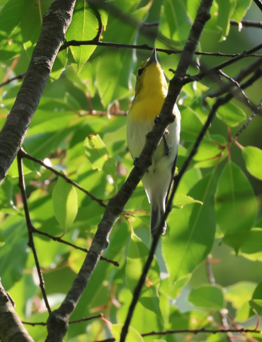 Yellow-throated Vireo - ML620538963