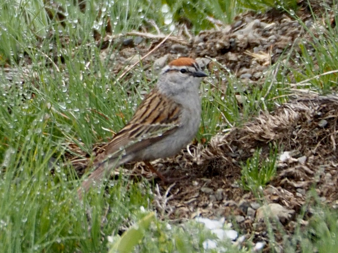 Chipping Sparrow - ML620538969