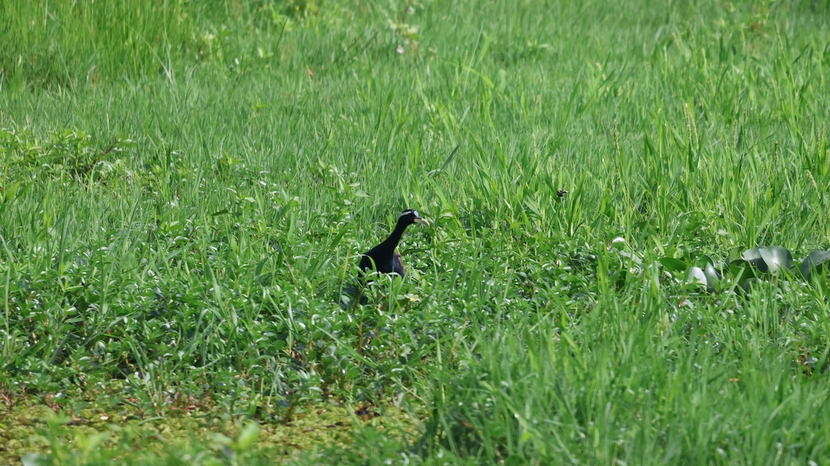 Bronze-winged Jacana - Anonymous