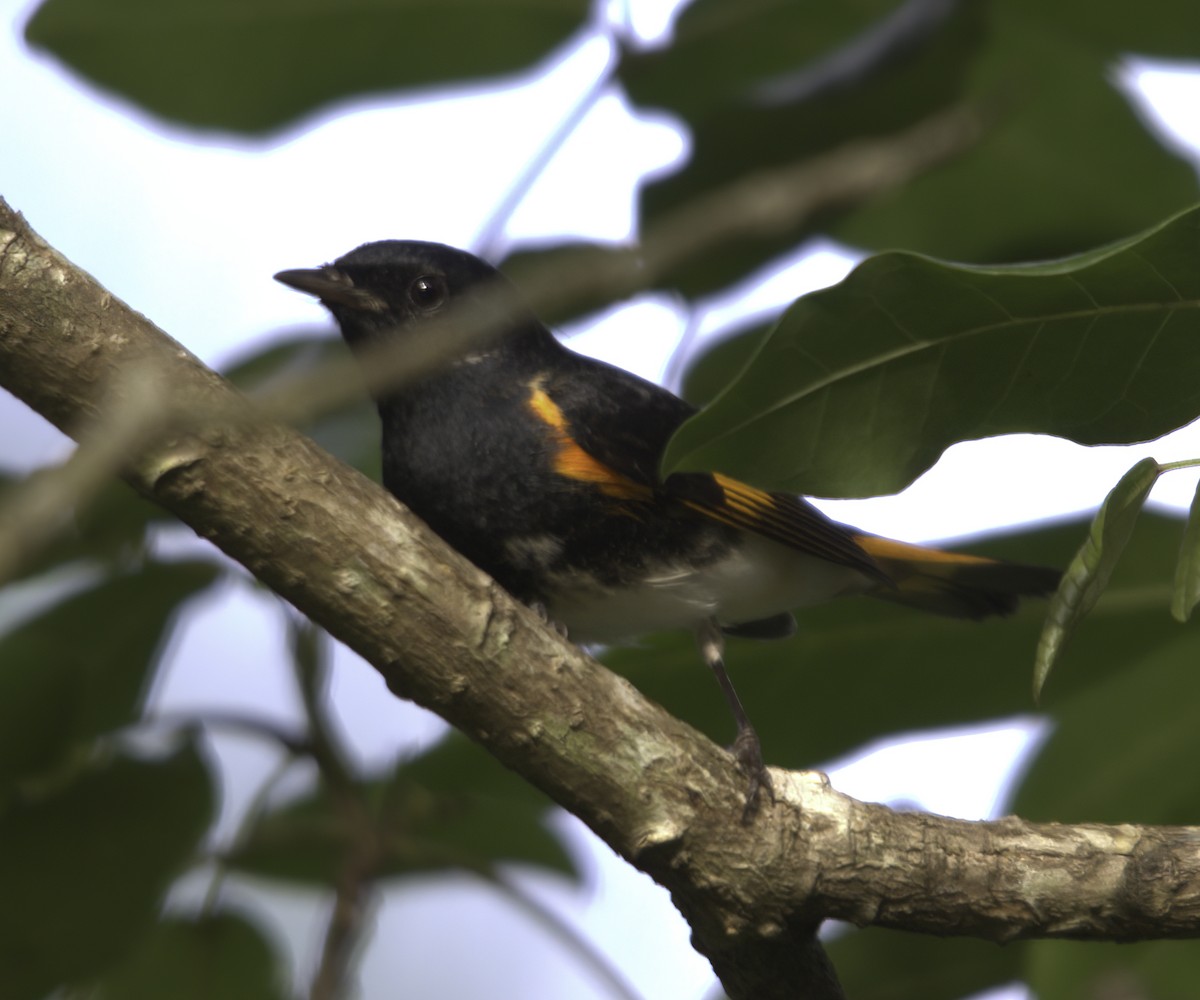 American Redstart - ML620538981