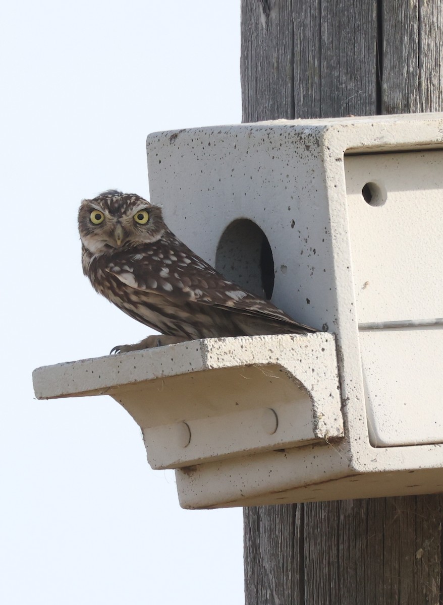 Little Owl - ML620538982