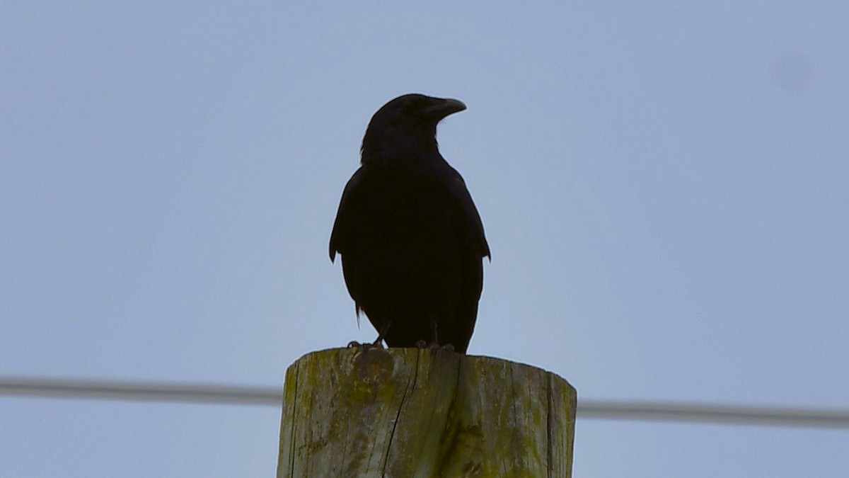 Fish Crow - ML620538983