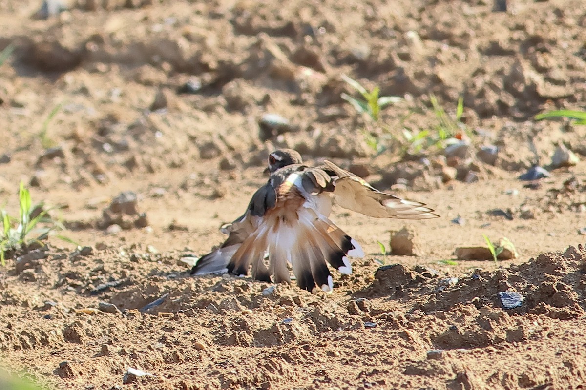 Killdeer - ML620538984