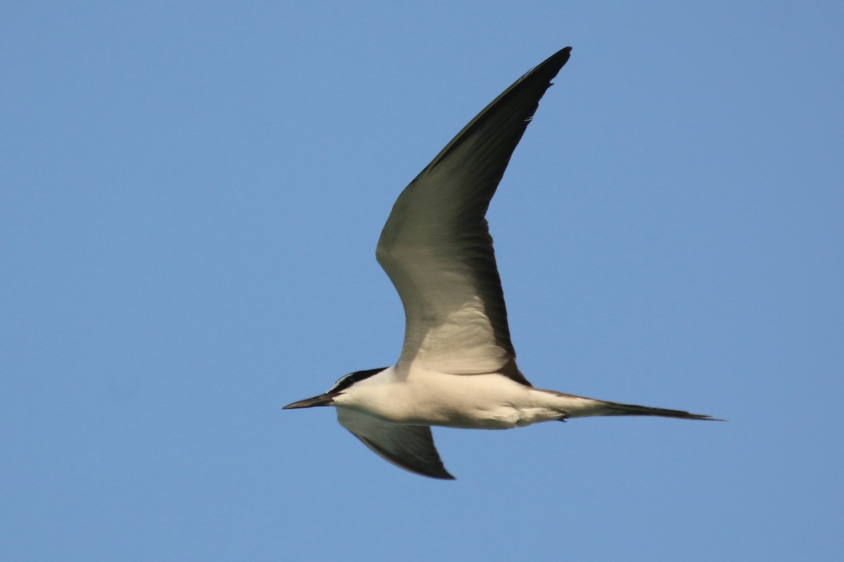 Bridled Tern - ML620538985