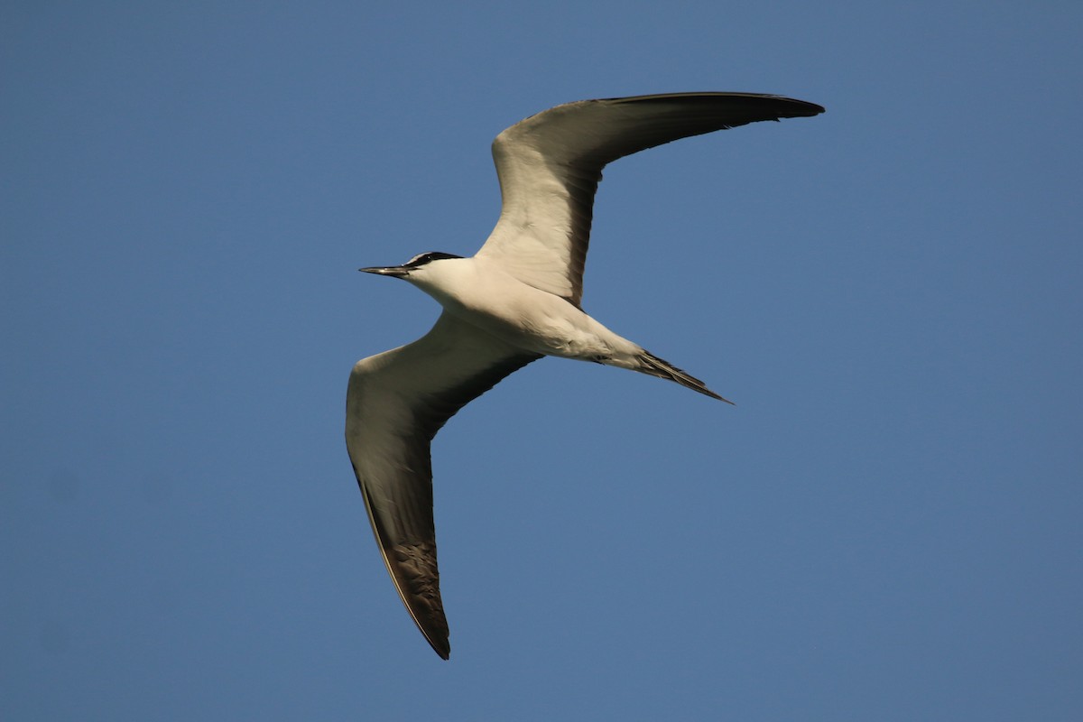 Bridled Tern - ML620538986