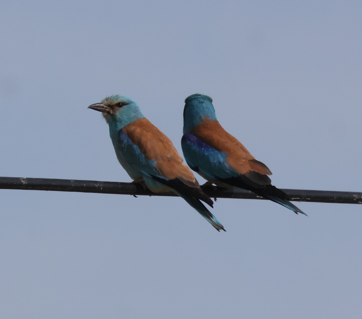 European Roller - ML620538987