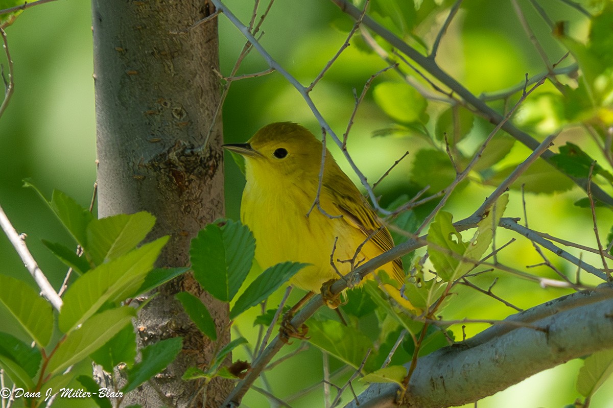 Yellow Warbler - ML620538989