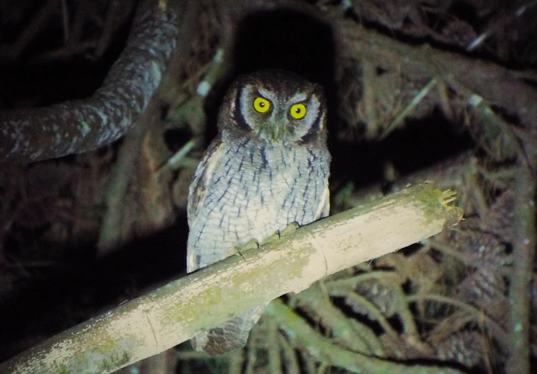 Tropical Screech-Owl - ML620538990