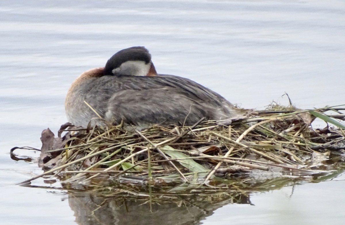 Red-necked Grebe - Andreas Minde