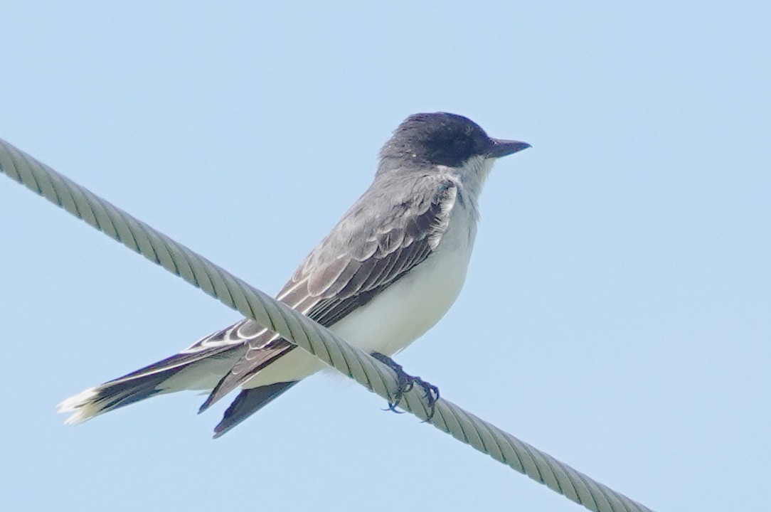 Eastern Kingbird - ML620539008