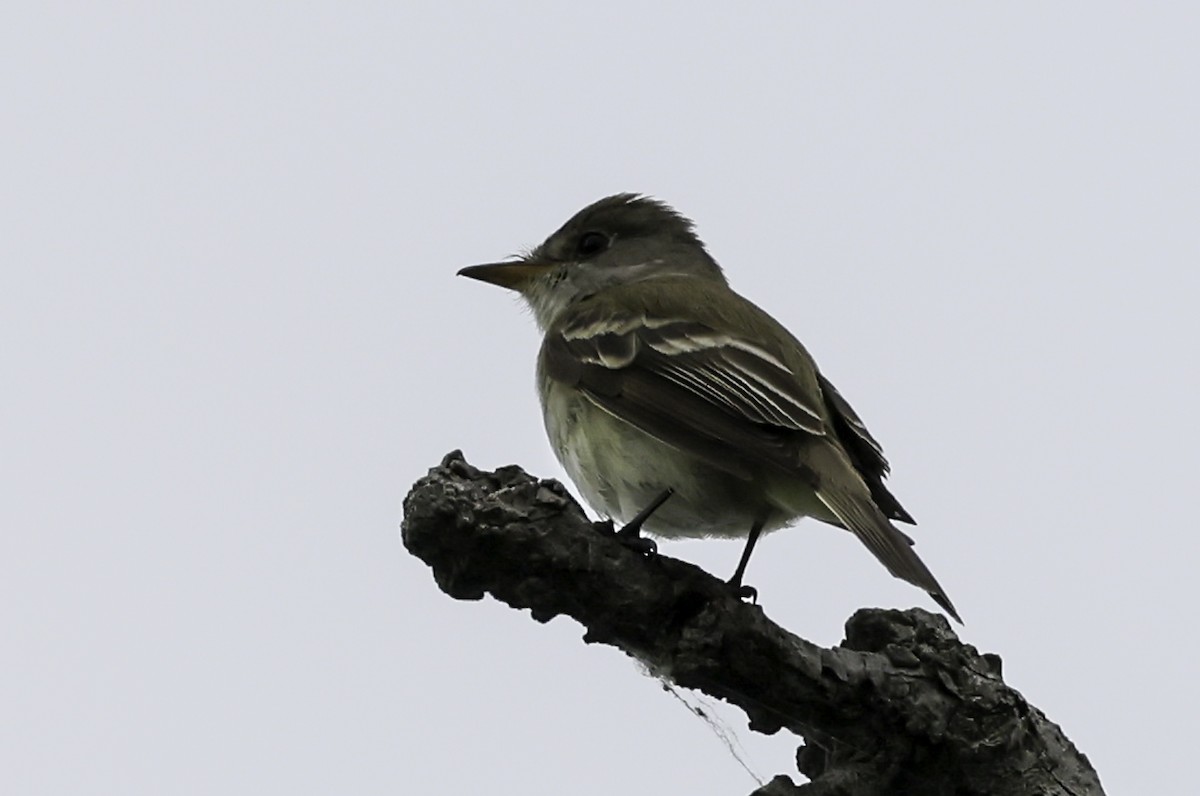 Willow Flycatcher - ML620539013