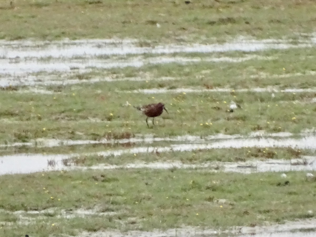 Curlew Sandpiper - ML620539016