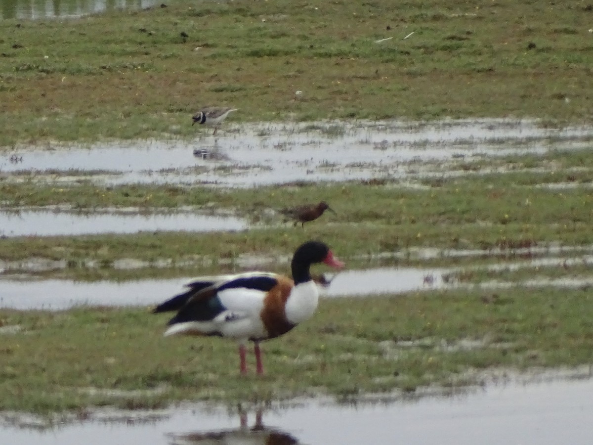 Curlew Sandpiper - ML620539017