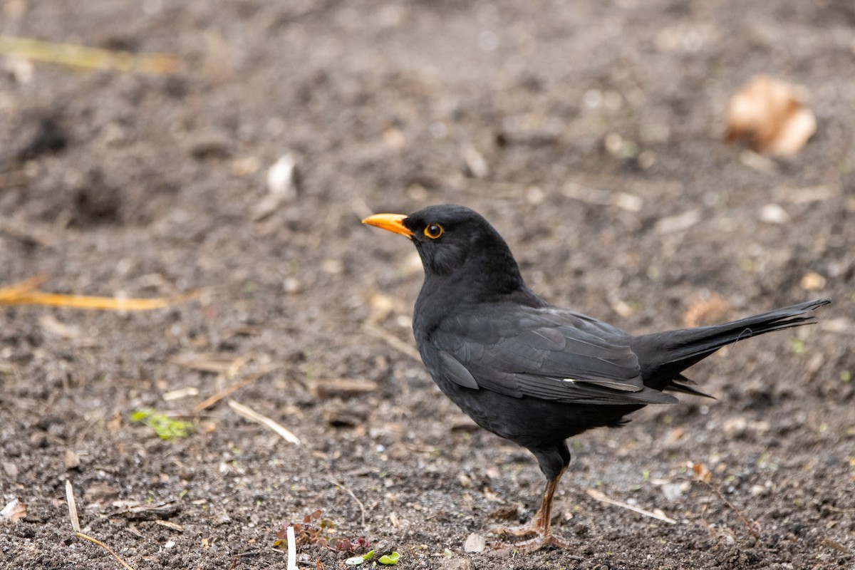 Eurasian Blackbird - ML620539018