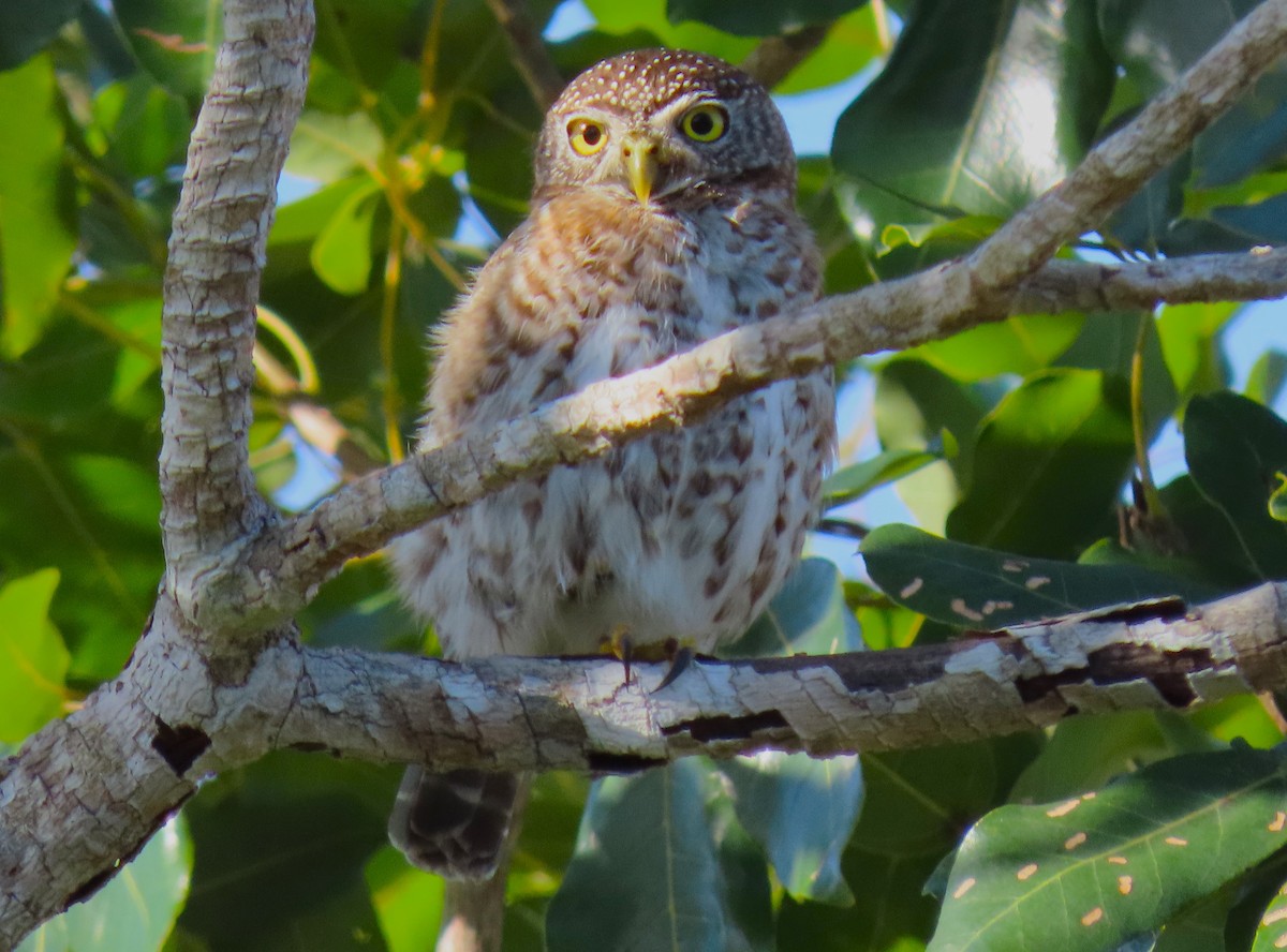 Cuban Pygmy-Owl - ML620539023