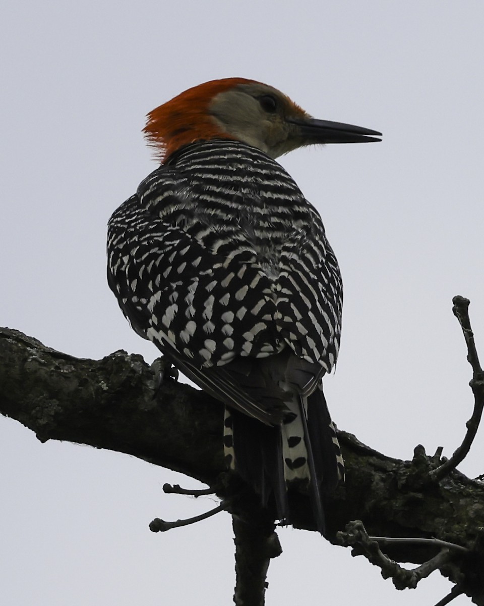 Red-bellied Woodpecker - ML620539024