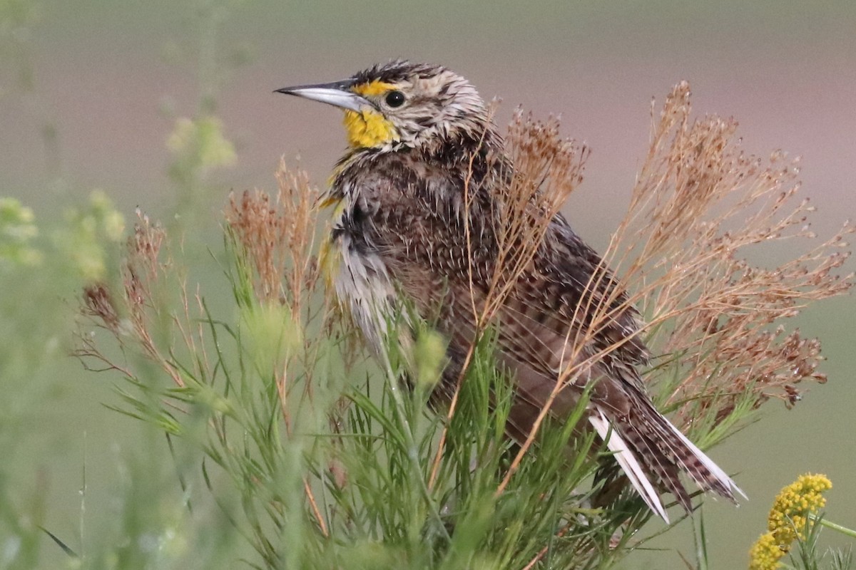 Western Meadowlark - ML620539029