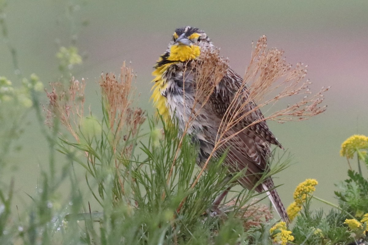 Western Meadowlark - ML620539030