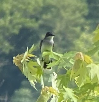 Eastern Kingbird - ML620539031