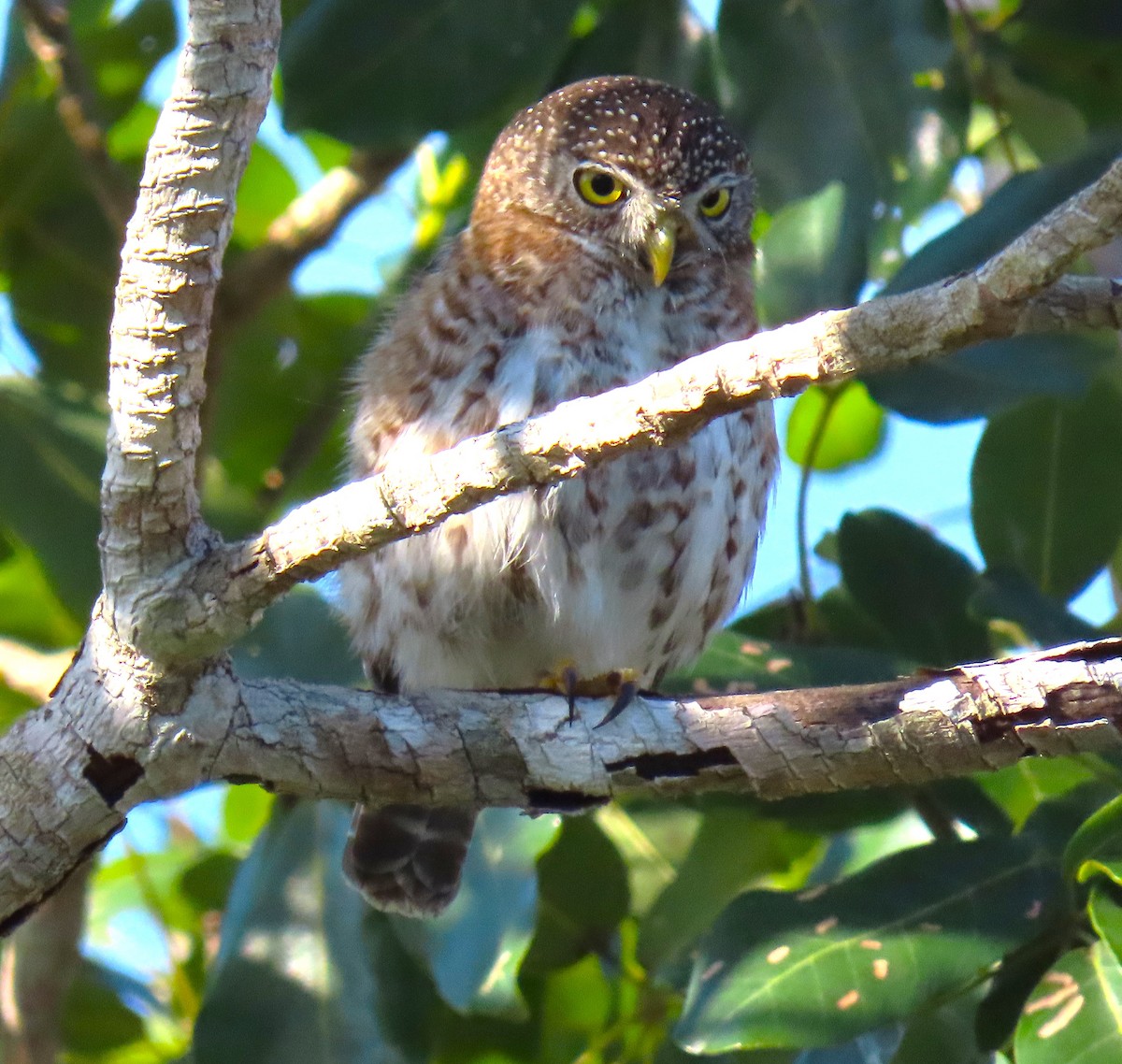 Cuban Pygmy-Owl - ML620539032