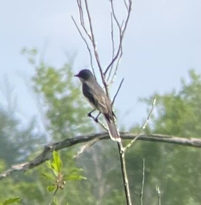 Eastern Kingbird - ML620539033