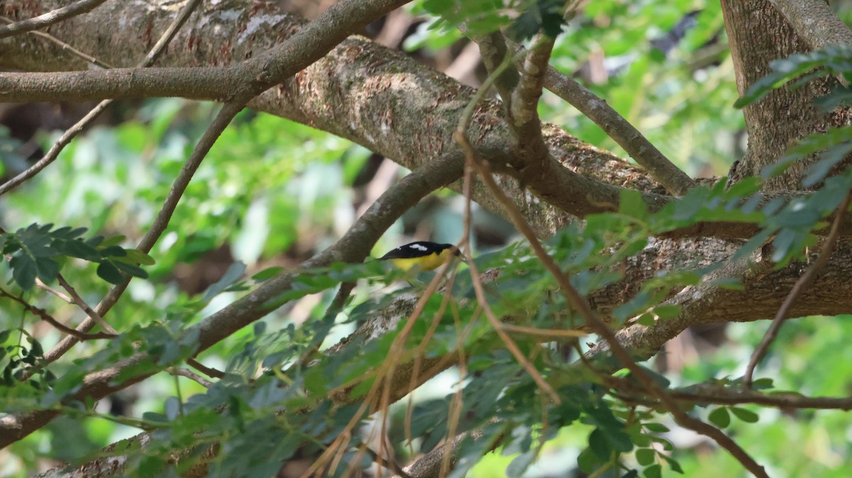 Common Iora - ML620539037