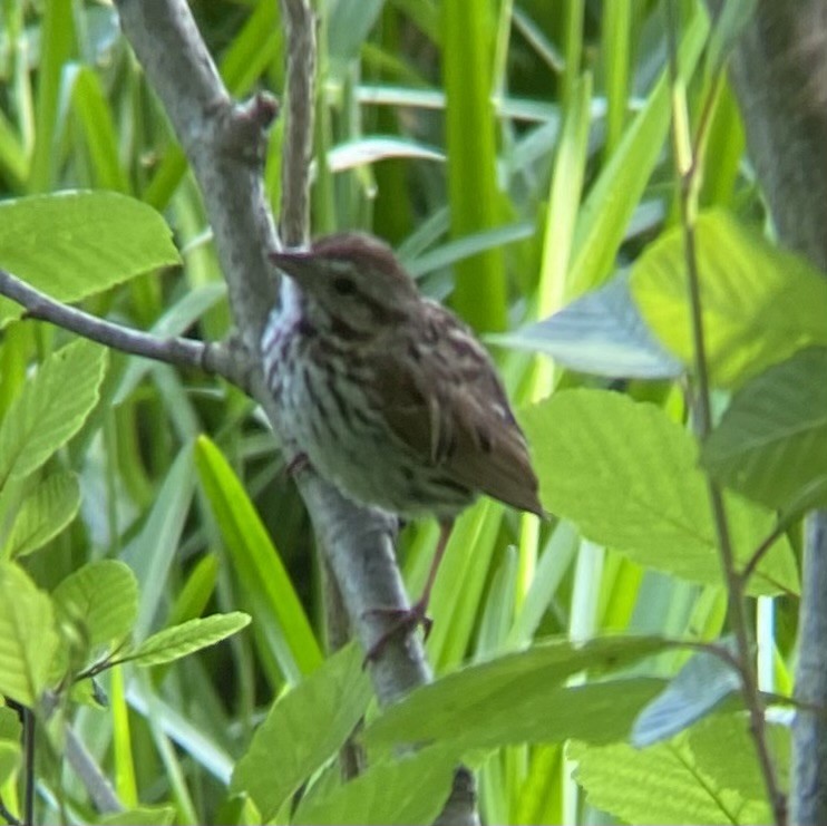 Bruant chanteur - ML620539039
