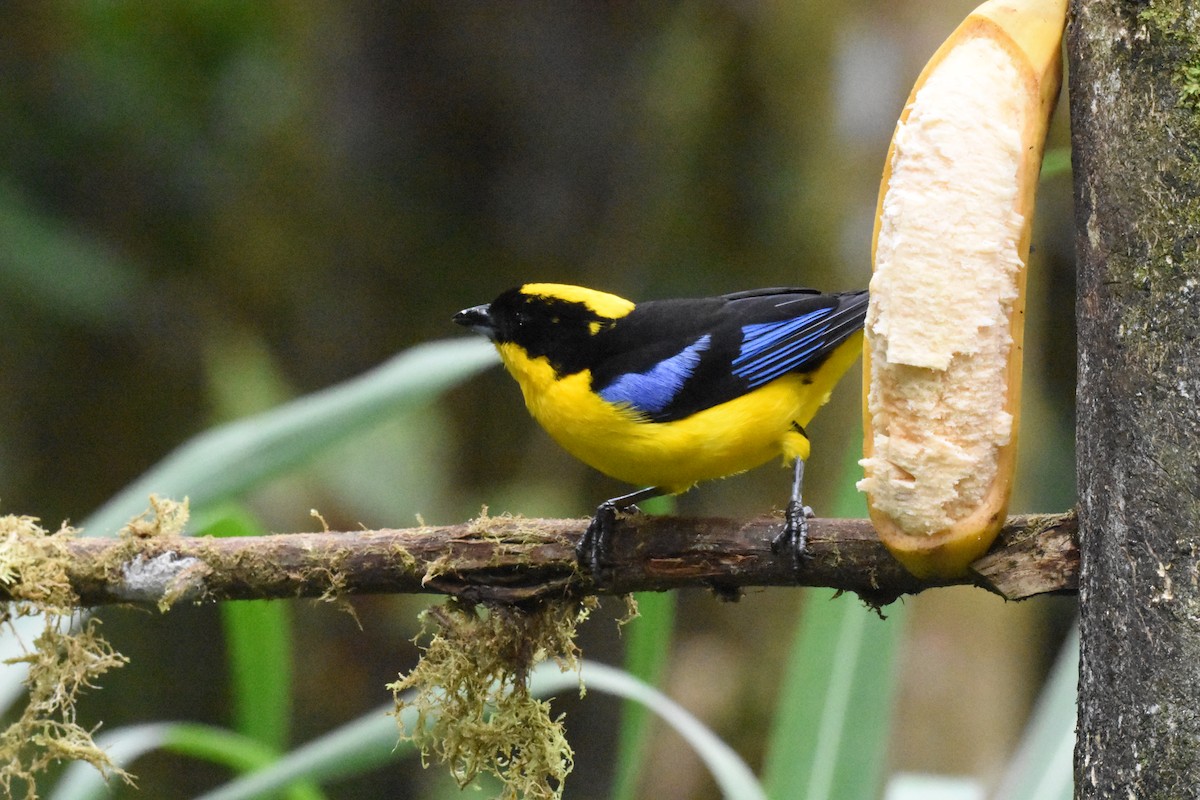 Blue-winged Mountain Tanager - ML620539043