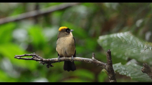 Black-goggled Tanager - ML620539044