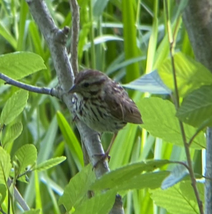 Song Sparrow - ML620539046