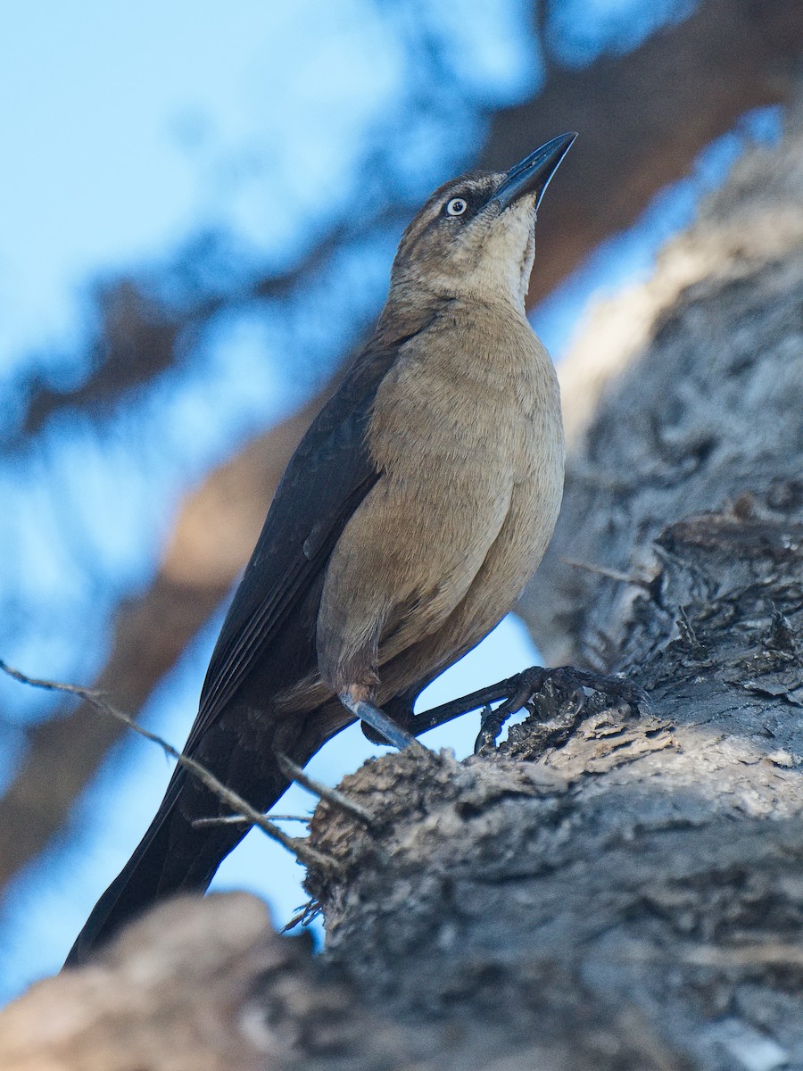 Great-tailed Grackle (Western) - ML620539047