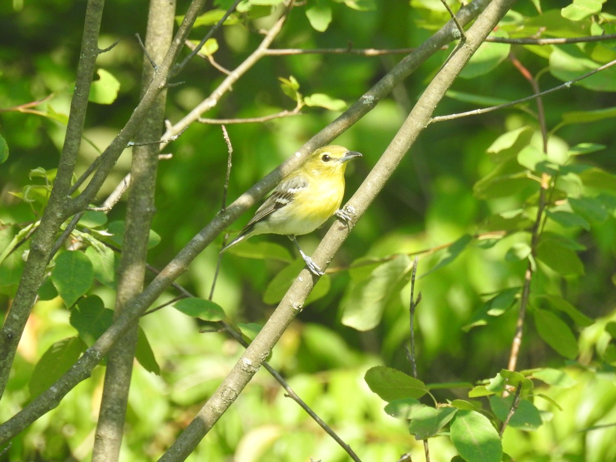 Vireo Gorjiamarillo - ML620539057