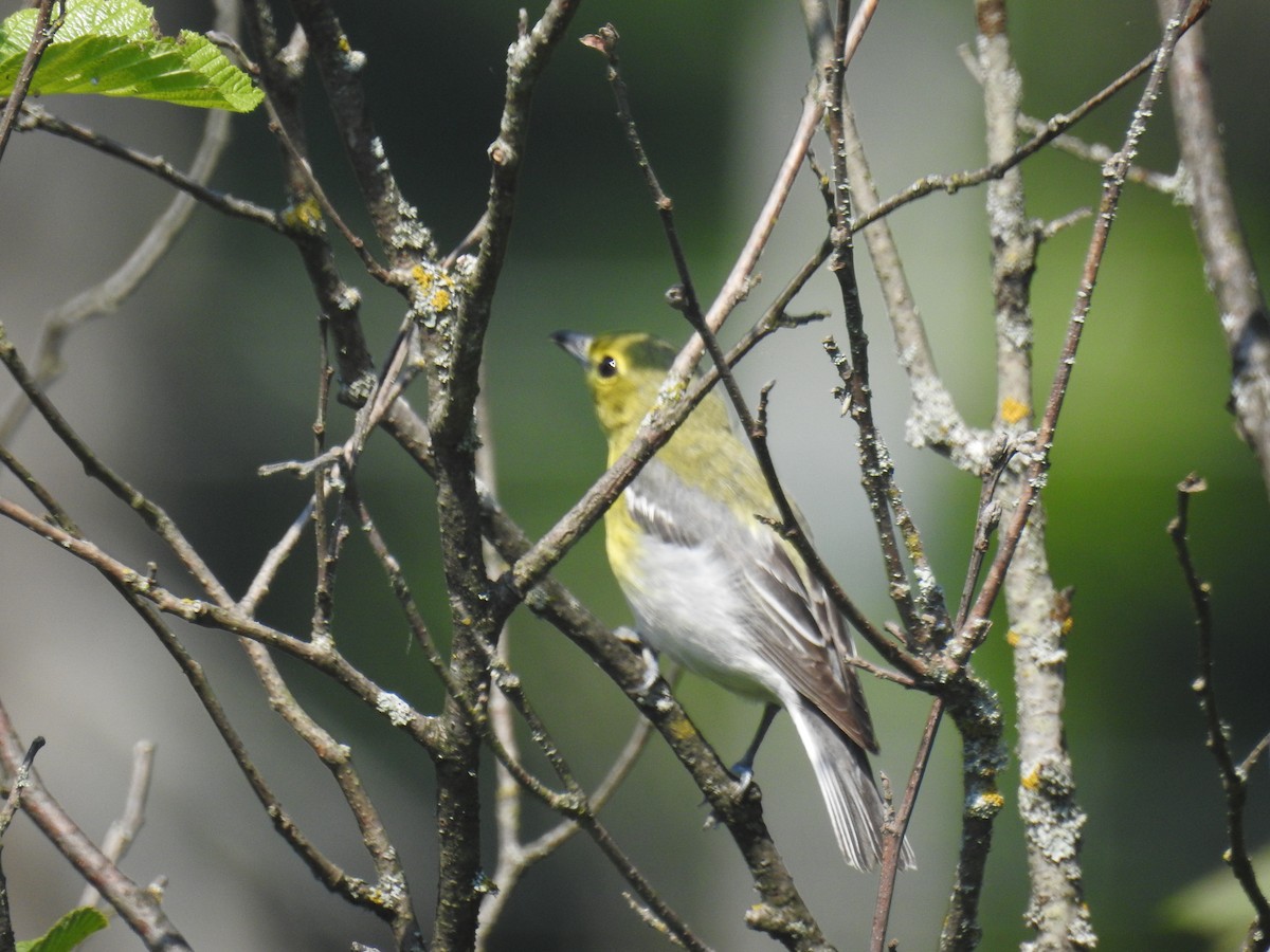 Yellow-throated Vireo - ML620539061