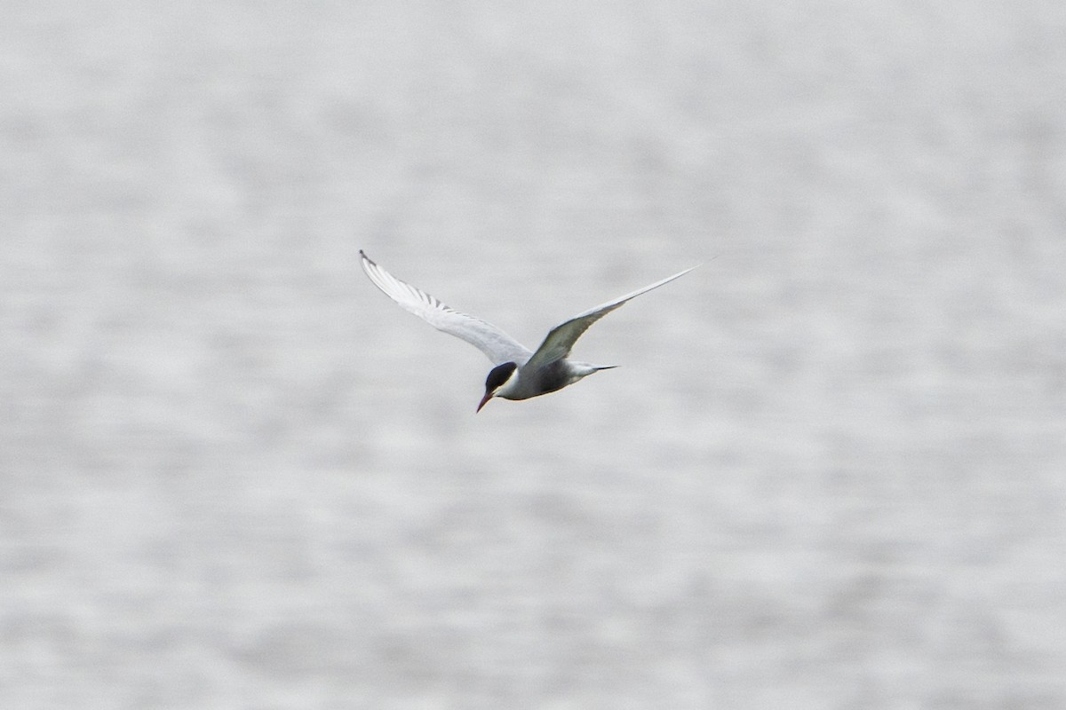 Whiskered Tern - ML620539062