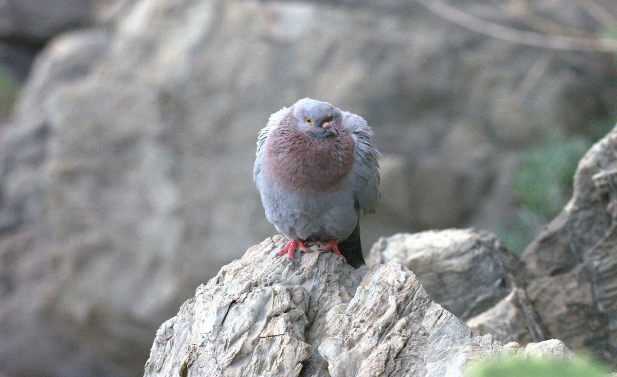 Rock Pigeon (Feral Pigeon) - ML620539085