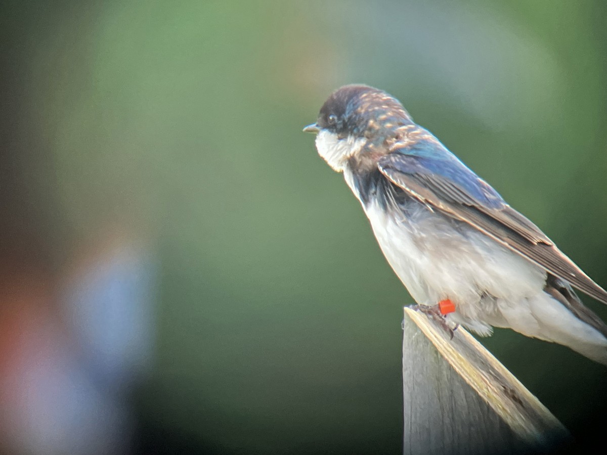 Tree Swallow - Larry Therrien