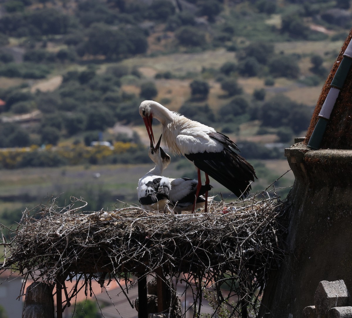 White Stork - ML620539099