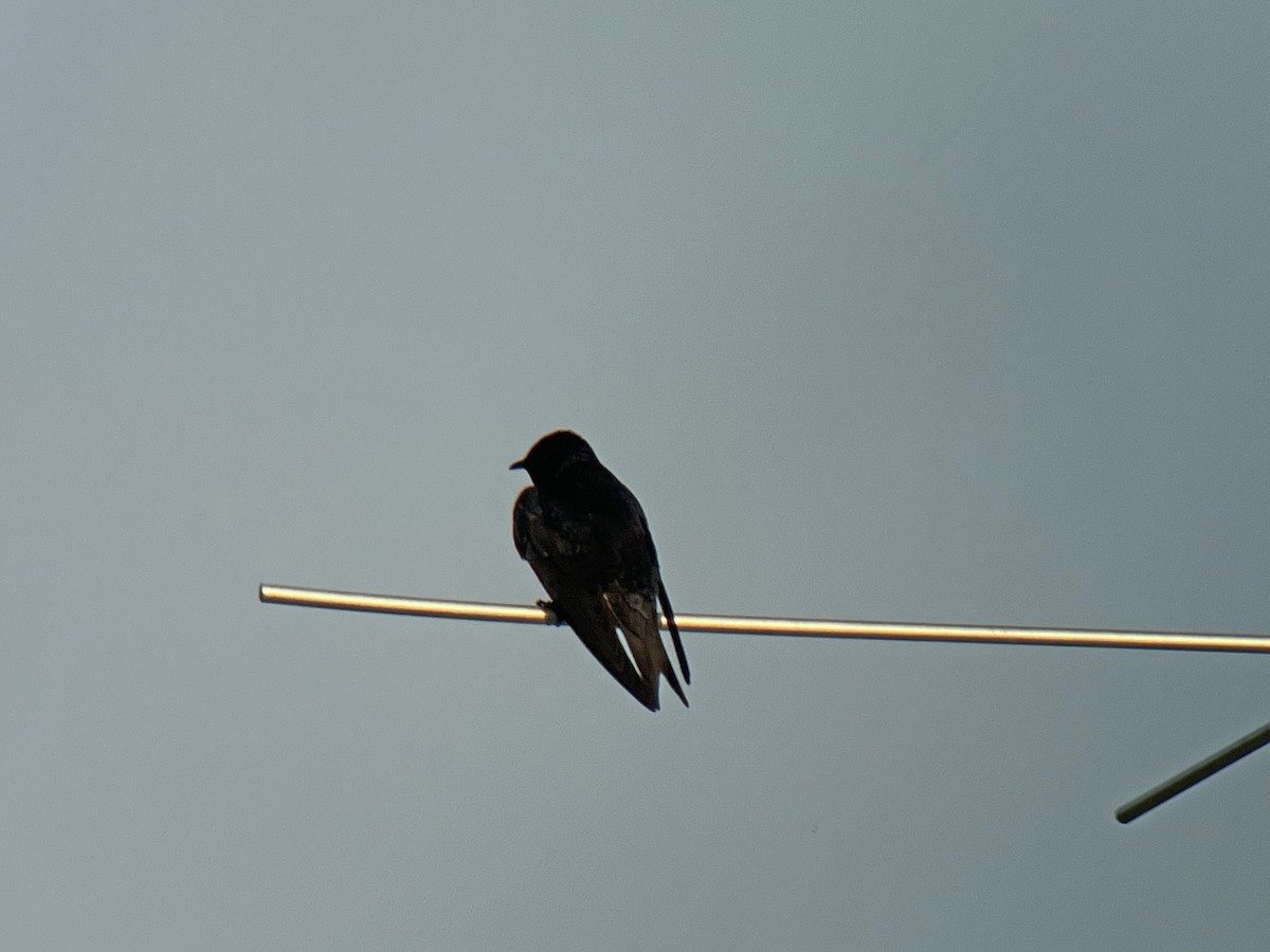 Purple Martin - ML620539101