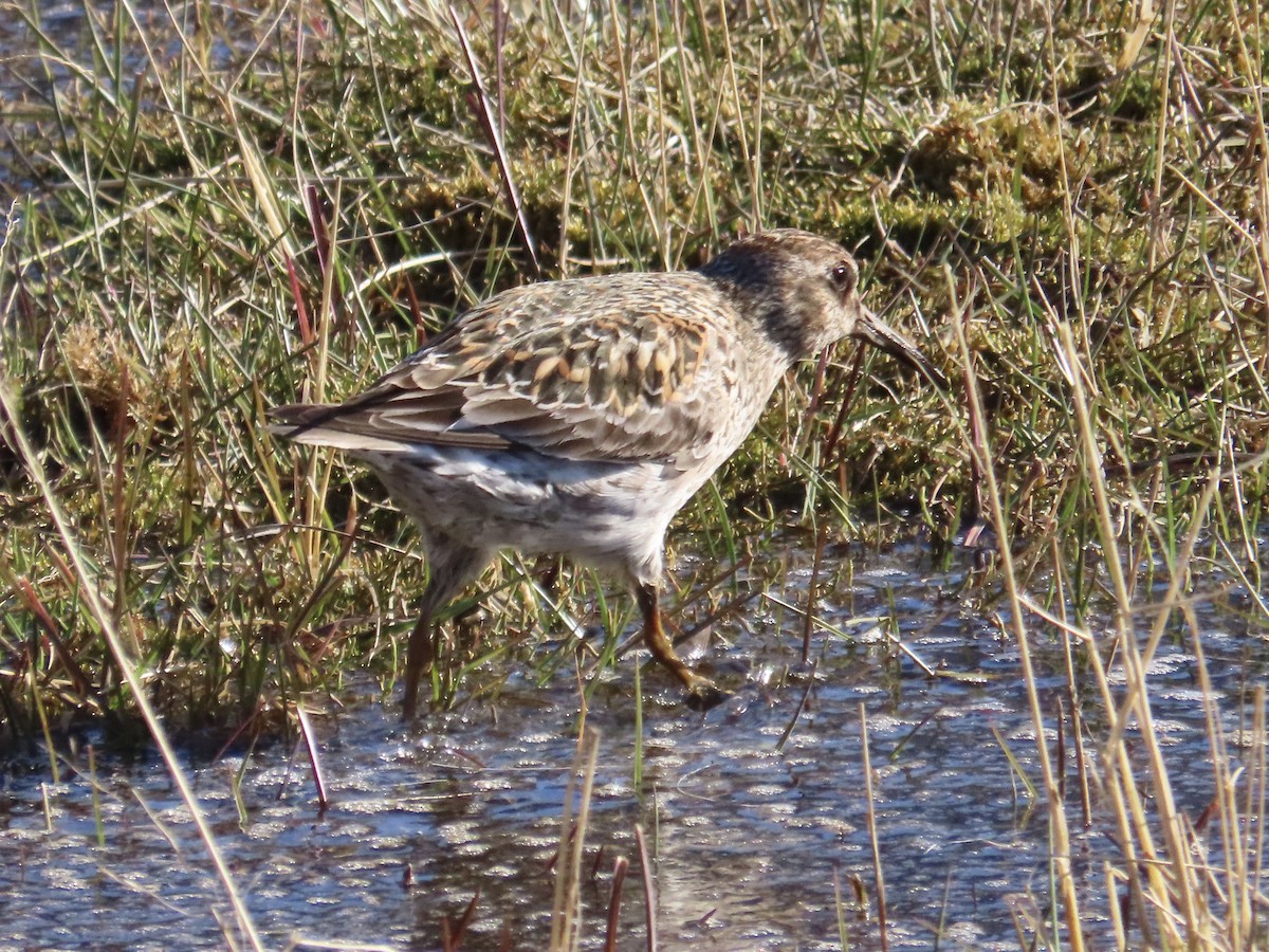 Purple Sandpiper - ML620539116