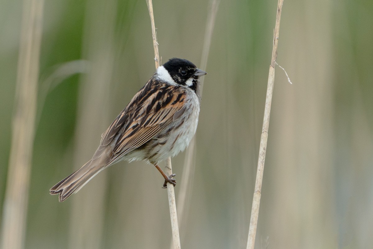 Reed Bunting - ML620539151