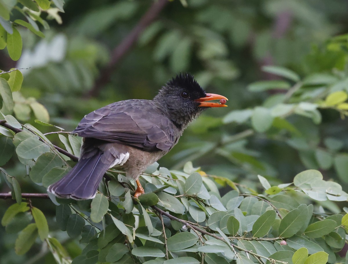 Seychelles Bulbul - Nikos Mavris