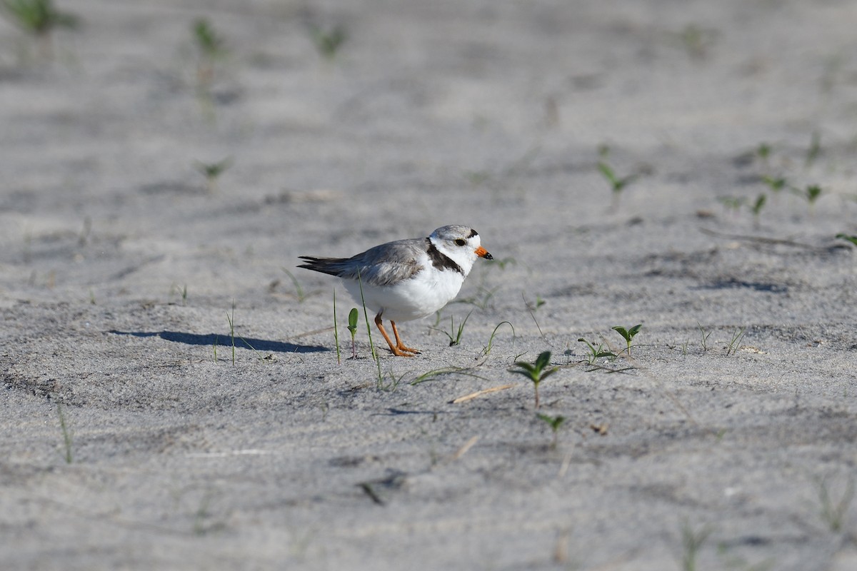 Piping Plover - ML620539159