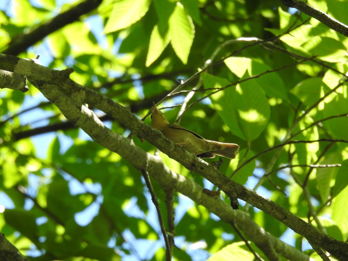 Worm-eating Warbler - ML620539160