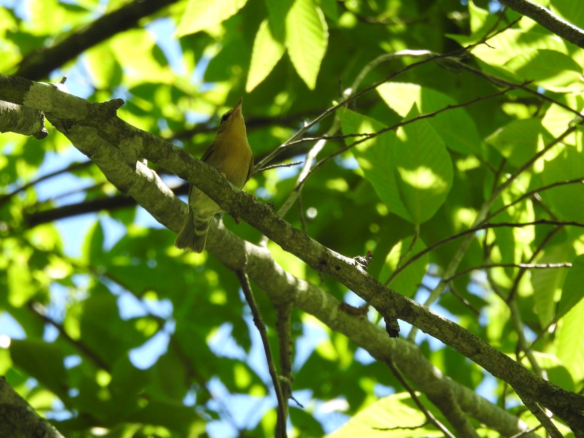 Worm-eating Warbler - ML620539161