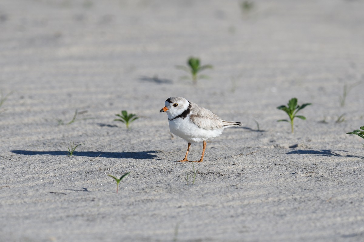Piping Plover - ML620539163
