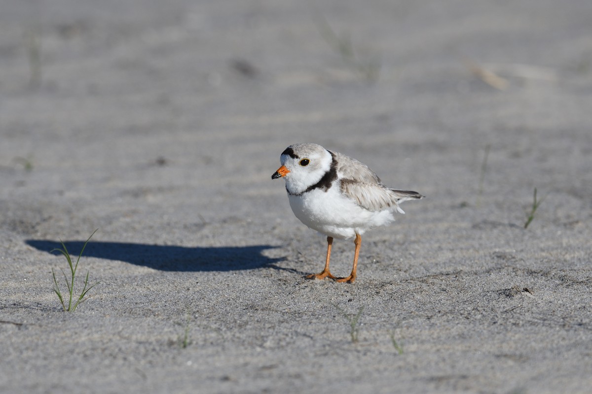 Piping Plover - ML620539164
