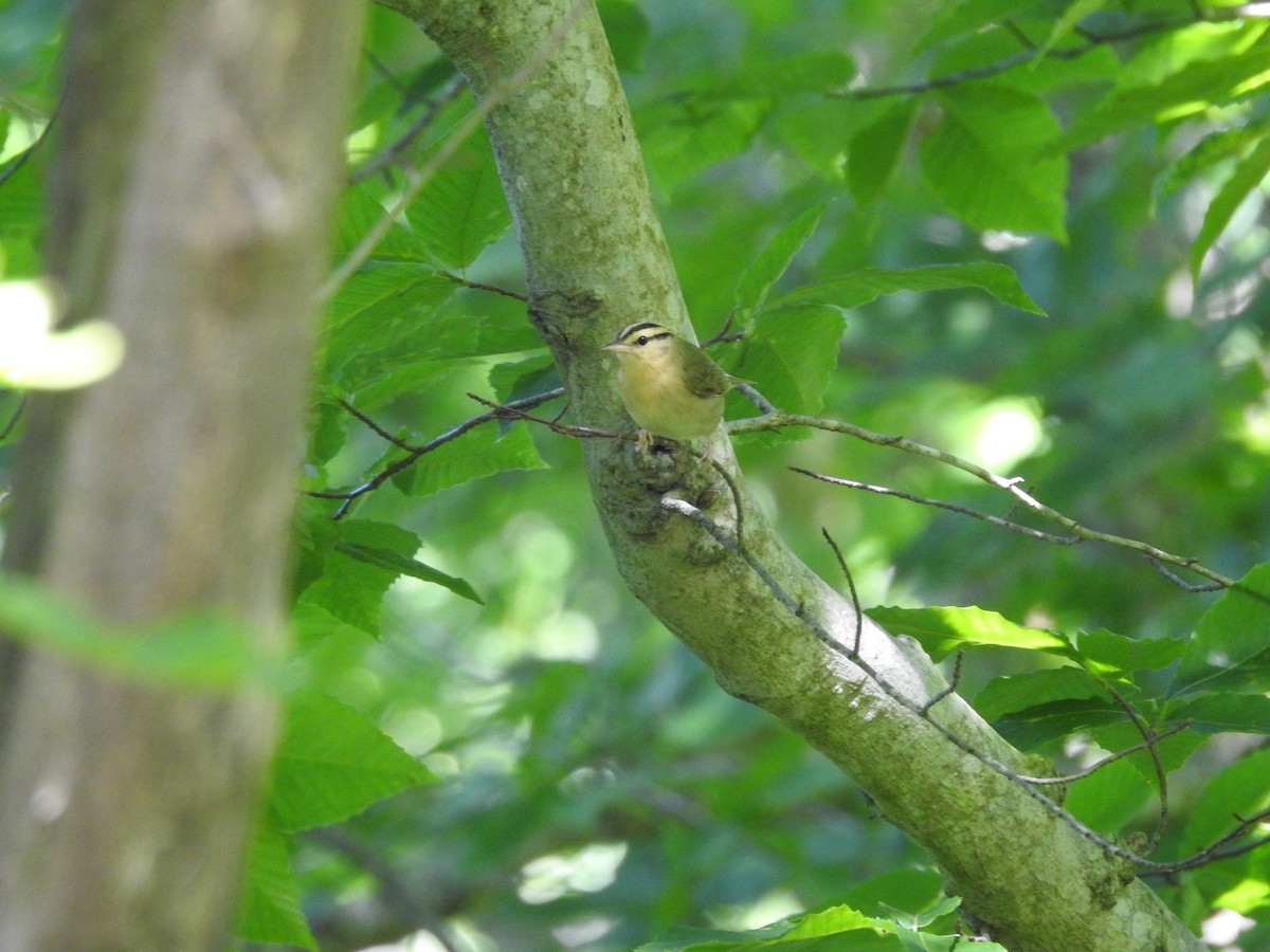 Worm-eating Warbler - Isaiah Craft