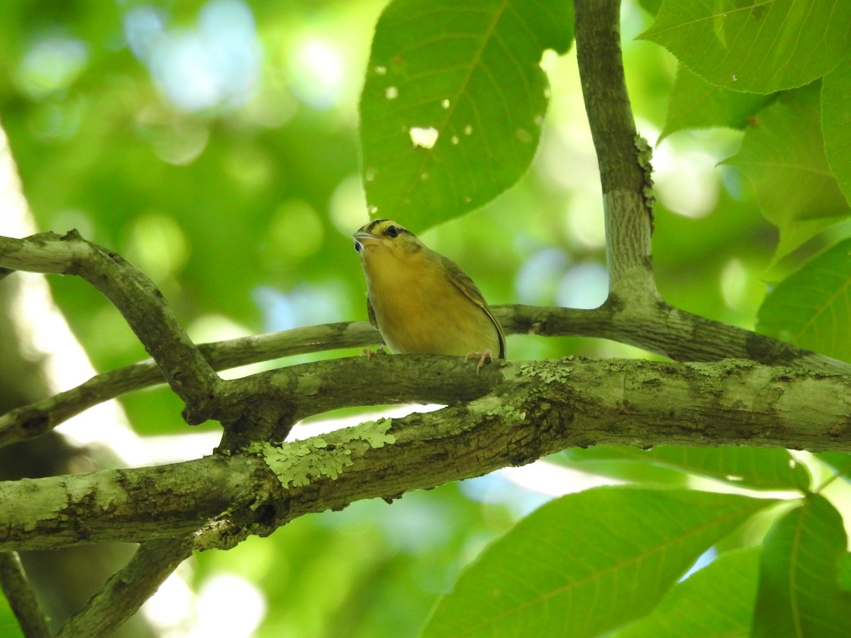 Worm-eating Warbler - ML620539167