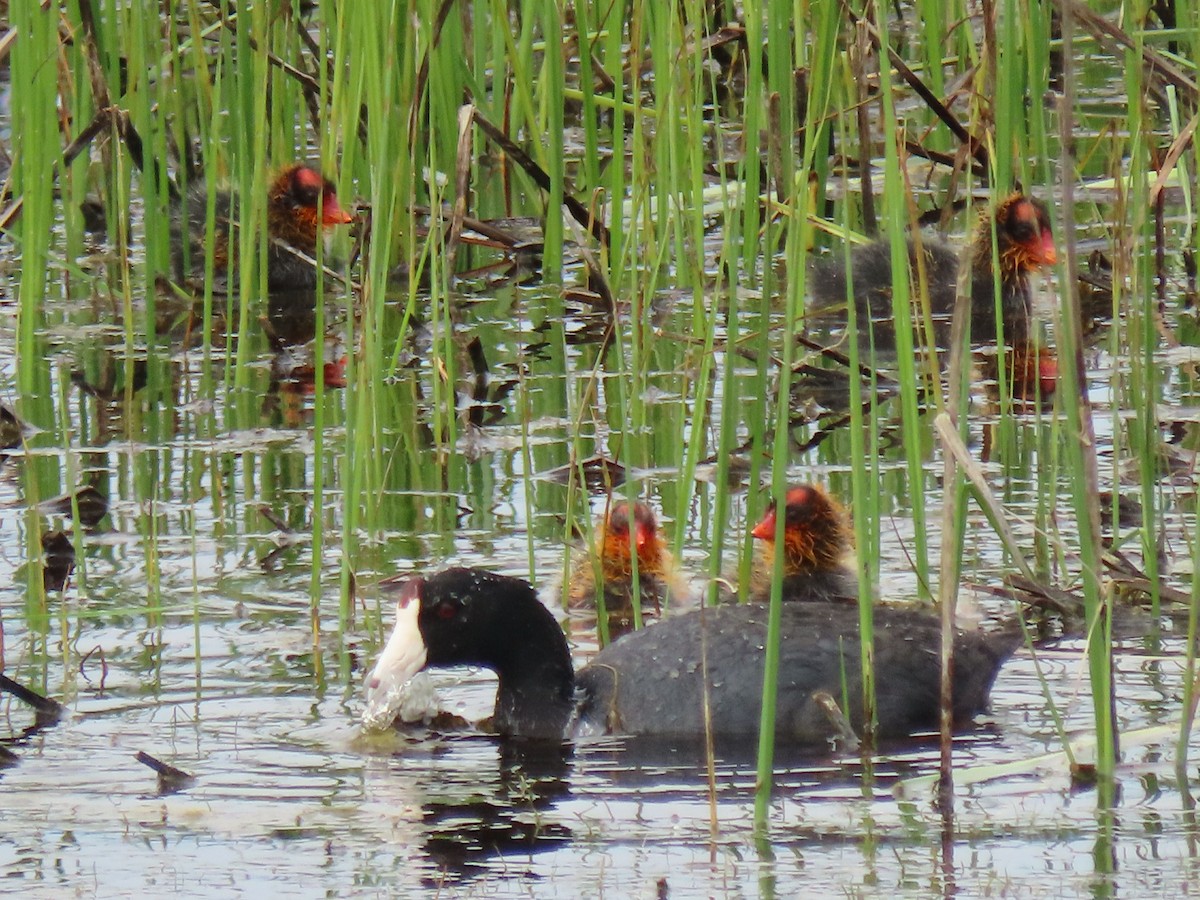 American Coot - ML620539172