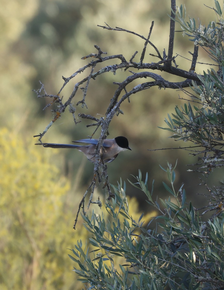 Iberian Magpie - ML620539173